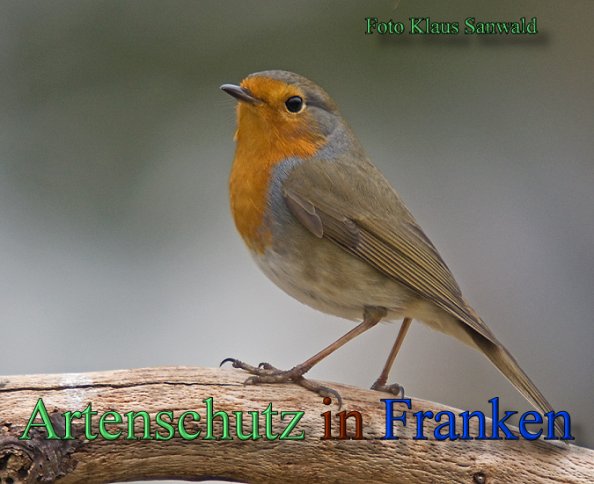 Copyright AiS-Klaus Sanwald Bild zum Eintrag (47875-160)