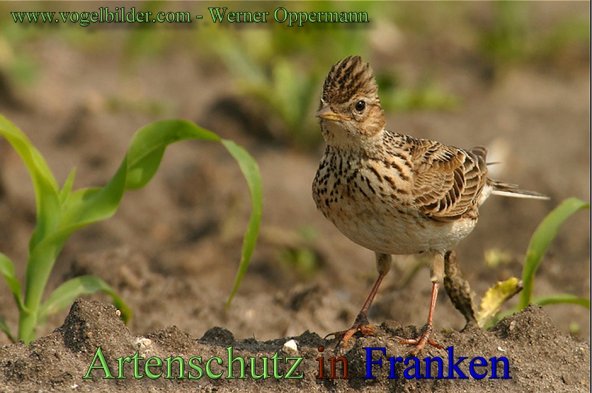 Copyright AiS - Werner Oppermann - www.vogelbilder.com Bild zum Eintrag (48405-160)