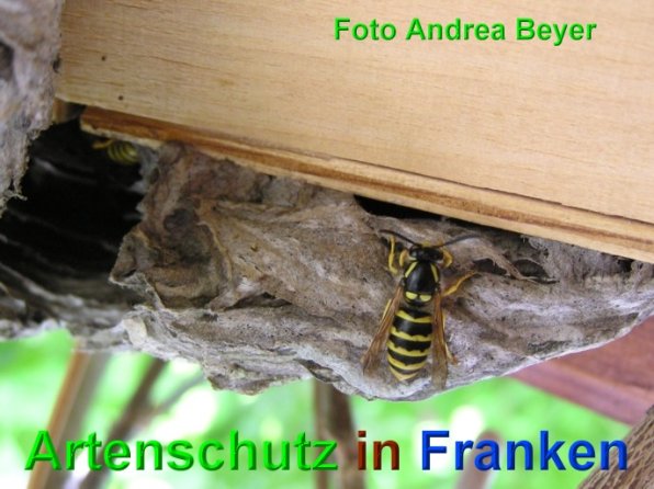 Copyright AiS Andrea Beyer Bild zum Eintrag (49105-160)