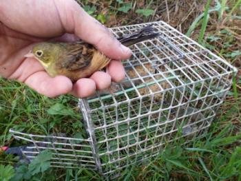 Copyright AiS Komitee gegen den Vogelmord e.V Bild zum Eintrag (49471-160)