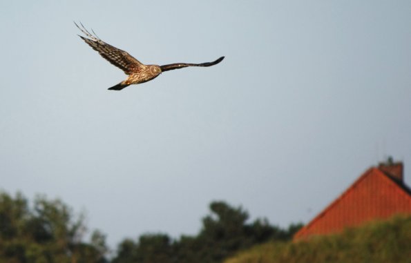 Copyright AiS © Nadine Oberdiek/Uni Oldenburg Bild zum Eintrag (52380-160)