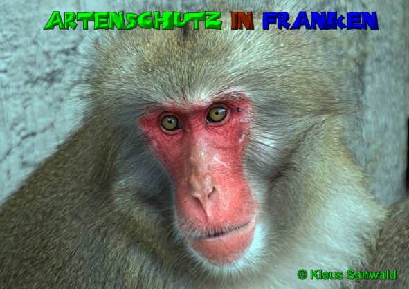 Copyright AiS - Klaus Sanwald Bild zum Eintrag (52839-160)