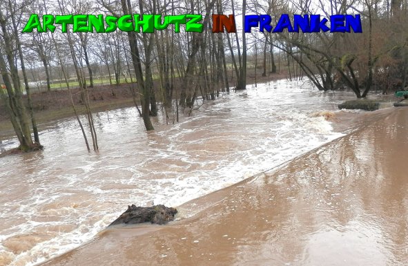 Copyright AiS- Albert Meier Bild zum Eintrag (52883-160)