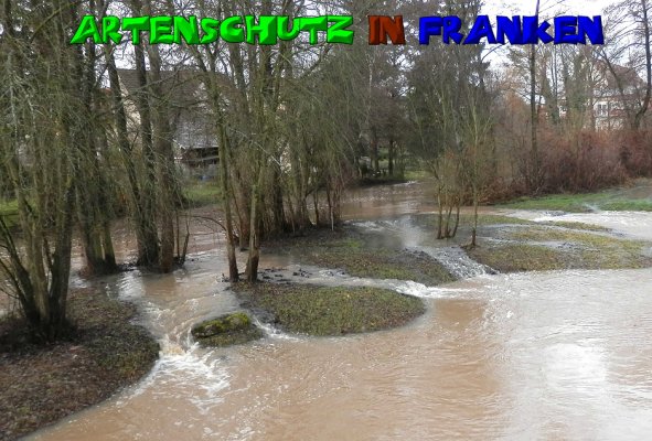 Copyright AiS- Albert Meier Bild zum Eintrag (52887-160)