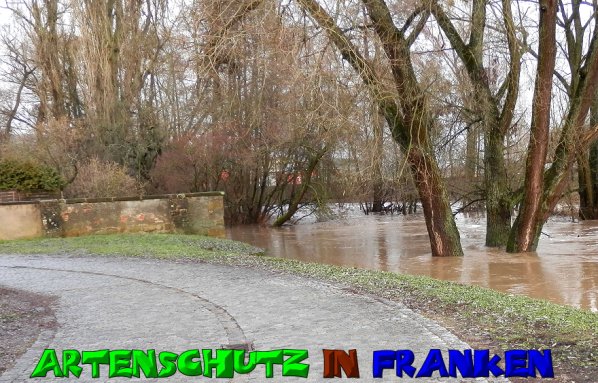 Copyright AiS- Albert Meier Bild zum Eintrag (52888-160)