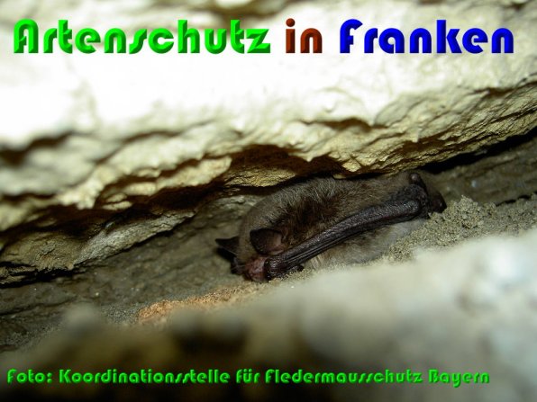 Copyright AiS Koordinationsstelle für Fledermausschutz in Bayern Bild zum Eintrag (53956-160)