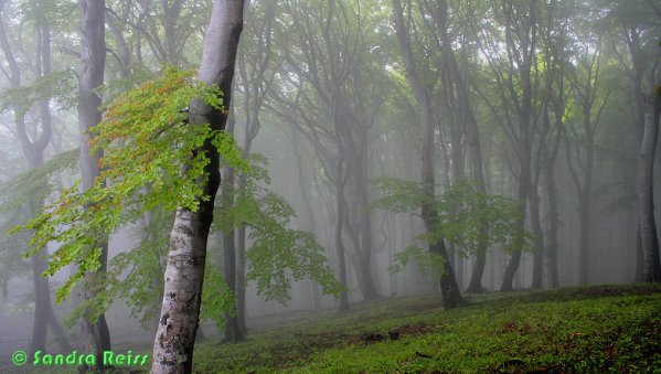 Copyright AiS © DBU - Deutsche Bundesstiftung Umwelt - Sandra Reiss Bild zum Eintrag (54087-160)