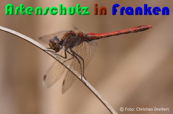 Copyright AiS Christian Dreifert Bild zum Eintrag (54428-160)