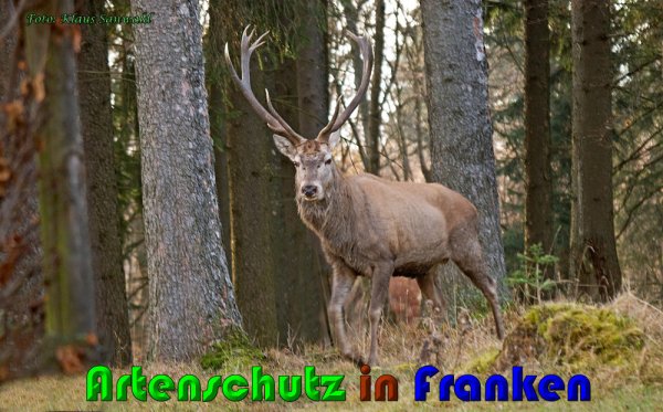 Copyright AiS Klaus Sanwald Bild zum Eintrag (61214-160)