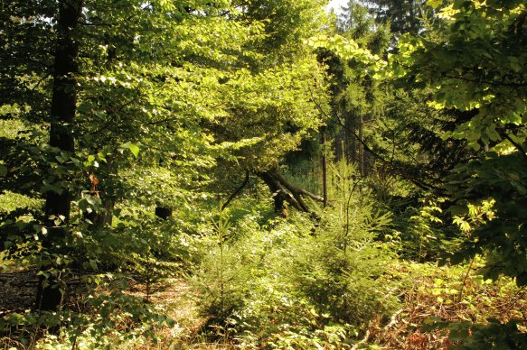 Copyright AiS © Desiree Schweer Bild zum Eintrag (70825-160)