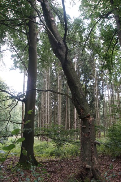 Copyright AiS © Bundesforst Bild zum Eintrag (70970-160)