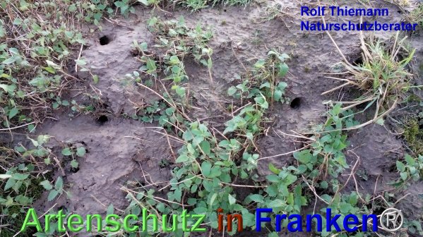 Copyright AiF Rolf Thiemann Bild zum Eintrag (71815-160)