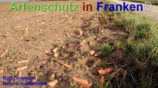Copyright AiF Rolf Thiemann Bild zum Eintrag (71816-160)