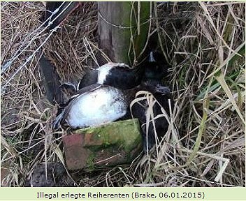 Copyright AiF Komitee gegen den Vogelmord (CABS) e.V. Bild zum Eintrag (71838-160)