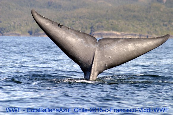 Copyright AiF WWF - ColaBallenaAzul_Chile-2015-c-Francisco-Viddi-WWF Bild zum Eintrag (74320-160)
