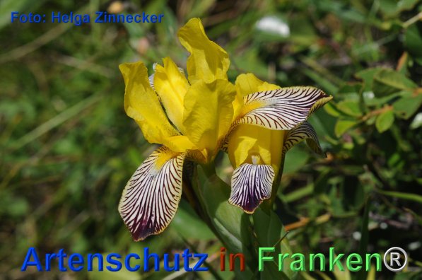 Copyright AiF - Helga Zinnecker Bild zum Eintrag (75737-160)