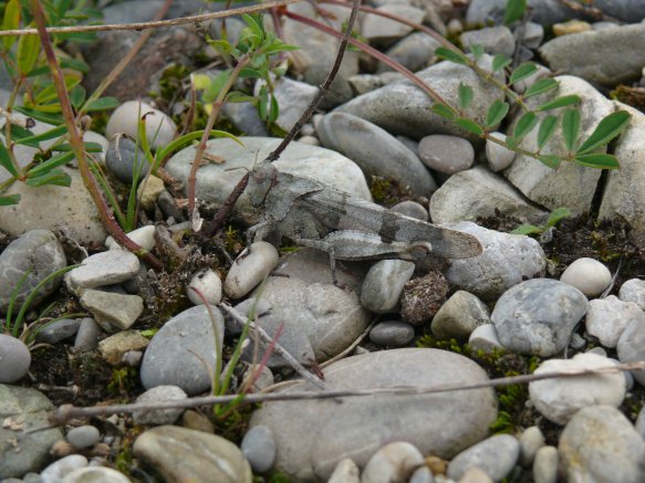 Copyright AiF Bayerisches Landesamt für Umwelt Bild zum Eintrag (78331-160)