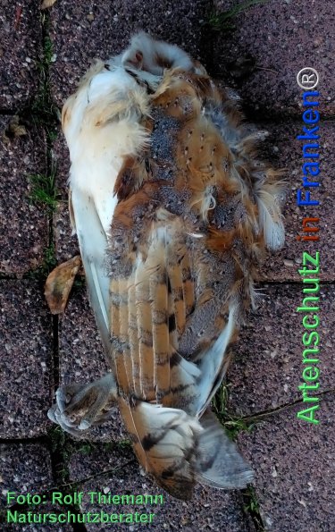Copyright AiF Rolf Thiemann Bild zum Eintrag (79483-160)