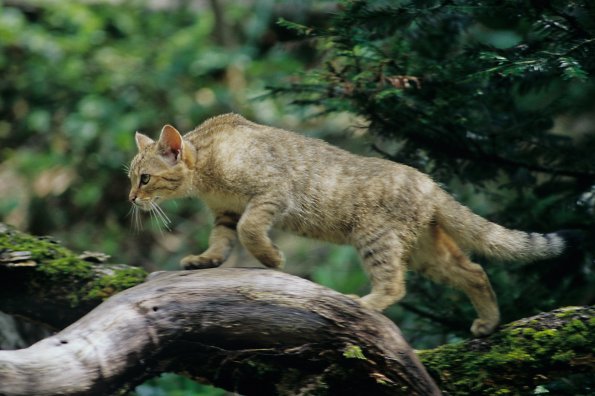 Copyright - www.bund.net/wildkatzenfotos, © Thomas Stephan Bild zum Eintrag (79647-160)