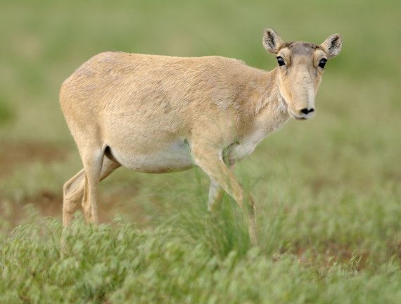 Copyright AiF - WWF Bild zum Eintrag (80482-160)