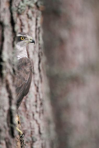 Copyright AiF M.Hamblin NABU Bild zum Eintrag (80678-160)
