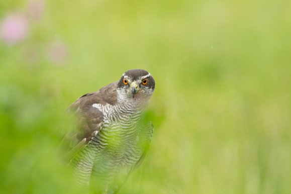 Copyright AiF R.Roessner NABU Bild zum Eintrag (80679-160)