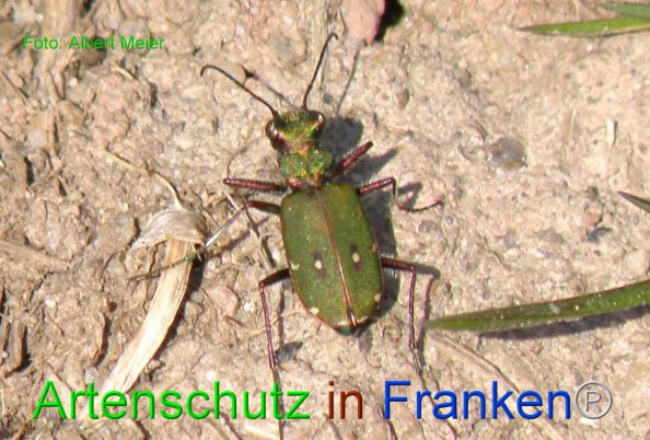 Copyright AiF - Albert Meier Bild zum Eintrag (80692-160)