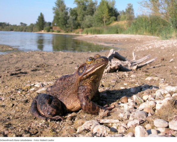 Copyright AiF - BfN - Foto: Hubert Laufer Bild zum Eintrag (80824-160)