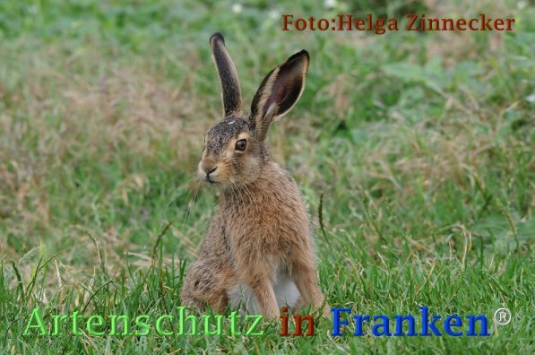 Copyright AiF - Helga Zinnecker Bild zum Eintrag (81696-160)