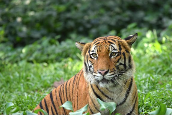 Copyright AiF - WWF - Malaysia / Shariff Mohamad Bild zum Eintrag (82120-160)