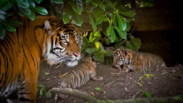 Copyright AiF - WWF / Sumatran Tiger and cubs at Zoo c Alex Walsh Bild zum Eintrag (82121-160)