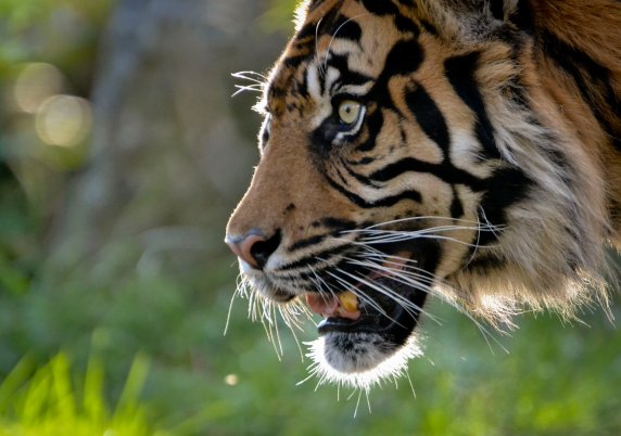 Copyright AiF - WWF Sumatran Tiger at Zoo c Alex Walsh Bild zum Eintrag (82122-160)