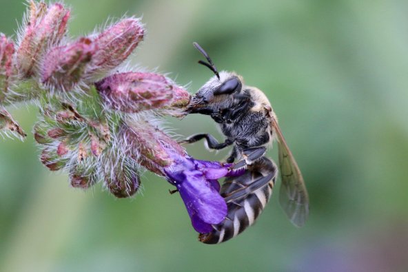 Copyright AiF - NABU - 160831-Colletes-nasutus_SessnerHJ-2.jpg Bild zum Eintrag (86366-160)