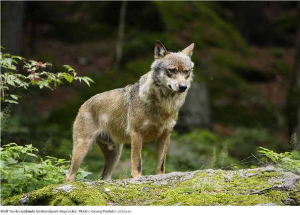 Copyright AiF / BfN Foto: c Georg Pauluhn piclease Bild zum Eintrag (87080-160)