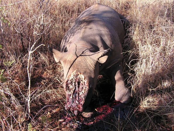 Copyright AiF - NABU/Foto: Rhino Resource Centre Bild zum Eintrag (87384-160)