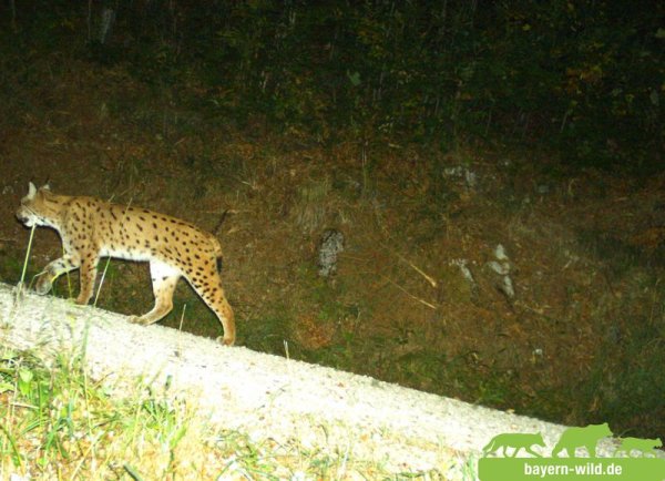 Copyright AiF / (Foto: Bayern Wild, Gregor Louisoder Umweltstiftung) Bild zum Eintrag (87691-160)