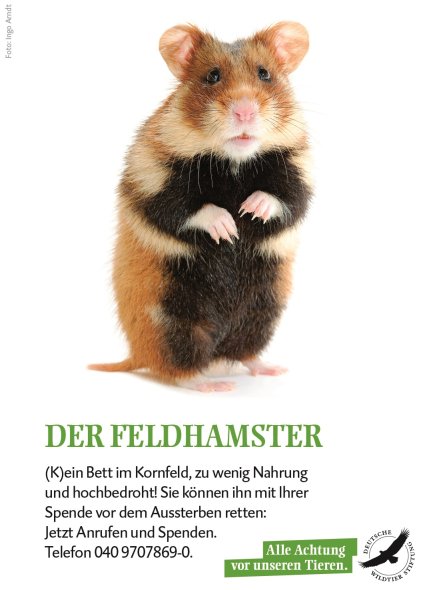 Copyright AiF Deutsche Wildtier Stiftung Bild zum Eintrag (88125-160)