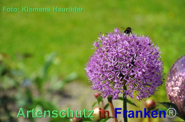 Copyright AiF Klemens Hauröder Bild zum Eintrag (88175-160)