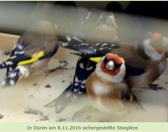 Copyright AiF Kommitee gegen Vogelmord Bild zum Eintrag (88643-160)