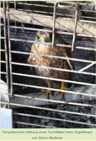 Copyright AiF / Kommitee gegen Vogelmord Bild zum Eintrag (88644-160)