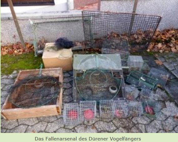 Copyright AiF / Kommitee gegen Vogelmord Bild zum Eintrag (88645-160)