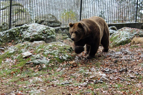 Copyright AiF / Foto:Gregor Wolf/Nationalpark Bayerischer Wald Bild zum Eintrag (88694-160)