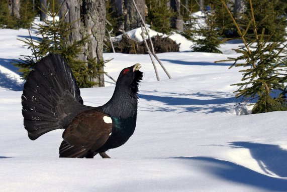 Copyright AiF Rainer Simonis / Nationalpark Bayerischer Wald Bild zum Eintrag (88698-160)