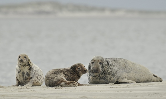 Copyright AiF Foto © Gundolf Reichert / Nationalparkverwaltung Bild zum Eintrag (89413-160)