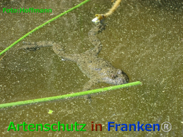 Copyright AiF Peter Hoffman Bild zum Eintrag (89773-160)