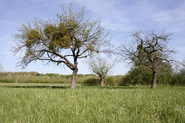 Copyright AiF / NABU Bild zum Eintrag (90155-160)