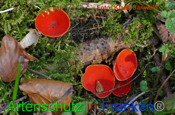 Copyright AiF - Klaus Sanwald Bild zum Eintrag (90416-160)