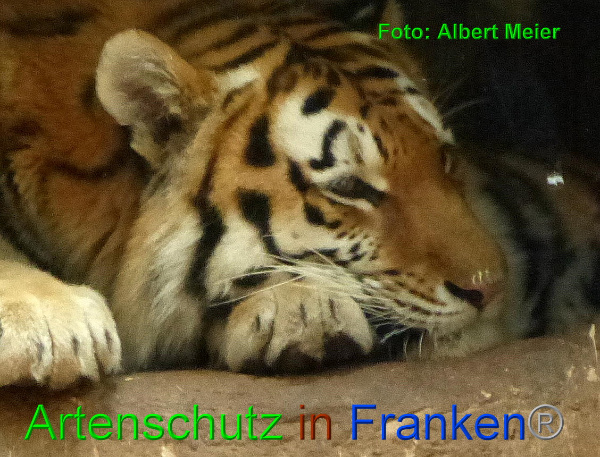 Copyright AiF - Albert Meier Bild zum Eintrag (90420-160)