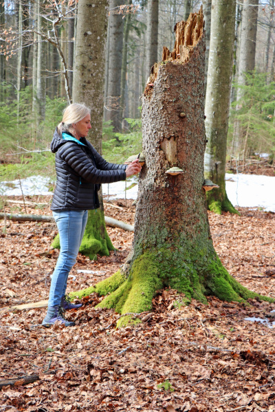 Copyright AiF(Foto: Gregor Wolf/Nationalpark Bayerischer Wald) Bild zum Eintrag (90427-160)