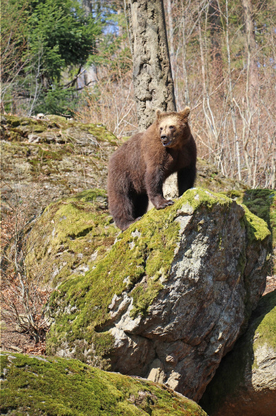 Copyright AiF / Foto: Elke Ohland/Nationalpark Bayerischer Wald Bild zum Eintrag (90662-160)